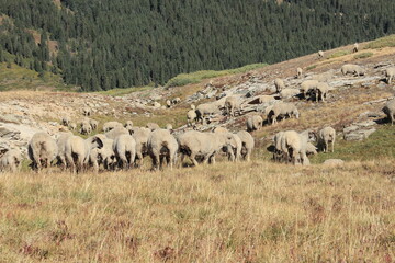 flock of sheep in a field