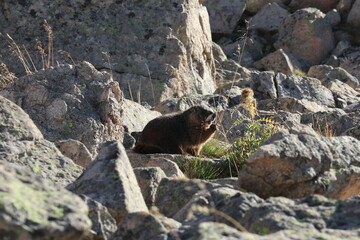 marmot in the mountains