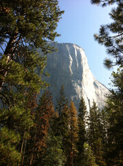 El Capitan framed in trees