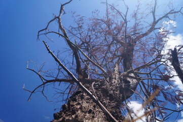 trees with dry branches on a blue sky