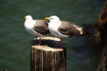 Sea Gulls