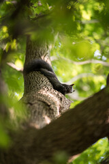 Squirrel eating in a tree in the woods