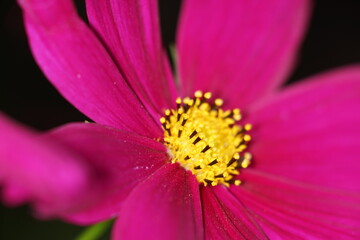 ピンク色のコスモスを夜間にクローズアップ撮影