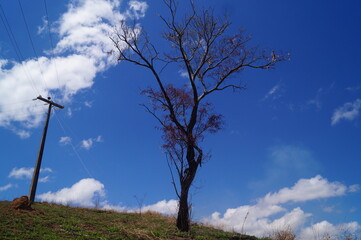 trees with dry branches on a blue sky