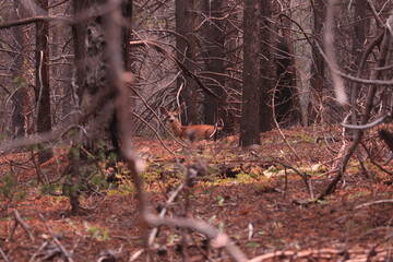Mule Deer lying down in the forest