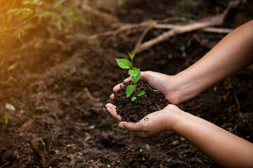 Hands of the farmer are planting the seedlings into the soil