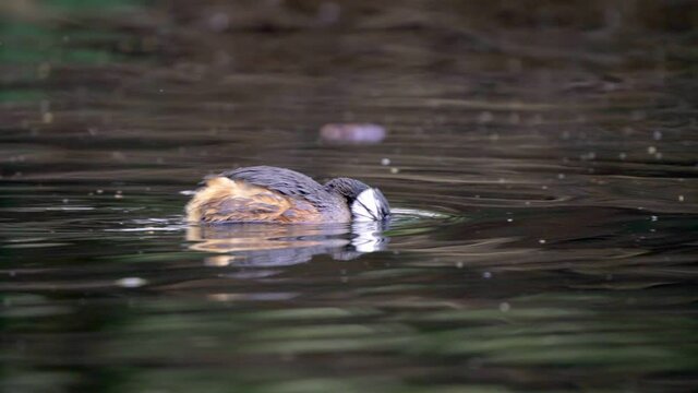 A White-tufted grebe positioning a Chanchito fish on his bill to eat it