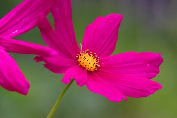 Obraz premium .......濃いピンク色の花弁のコスモスの横顔