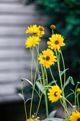 Heliopsis flower blossoms