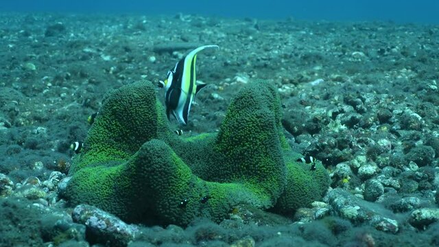 Clown fish - Saddleback Anemonefish - Amphiprion polymnus in anemone. Underwater world of Tulamben, Bali, Indonesia. 4k underwater video.