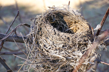 Bird nest, empty, in a tree. Concept for empty nester, fall, autumn, winter, loneliness.