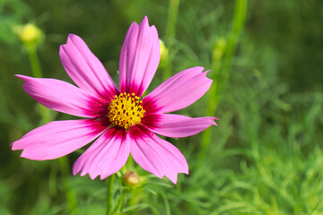 Fototapeta premium ピンク 花 コスモス 美しい