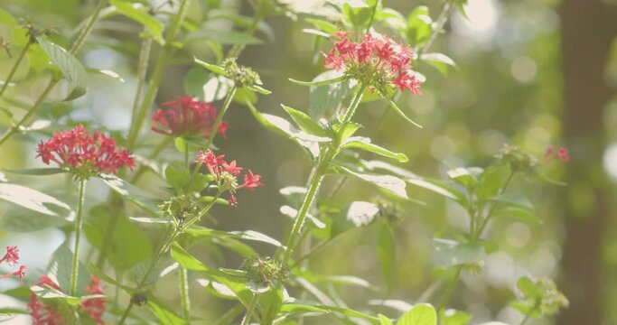 A Anteos Clorinde Flying Around the Pentas Lanceolata, Commonly Known as Egyptian Starcluster, Bunch of Small Red Flowers Plant in Medell&iacute;n, Colombia