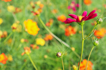 赤紫 パープル コスモス 花