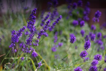 .......背景をぼかしたラベンダーの群生