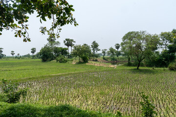 Outdoor picture of a simple quiet and beautiful village in West Bengal where densely shaded ponds, agricultural lands, and open skies fascinate.