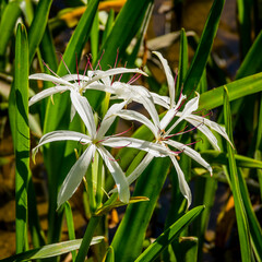 Swamp Lily 2