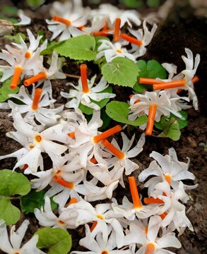 Premium Photo  Nyctanthes arbortristis or parijat or prajakt flower  typically found in indiaasia