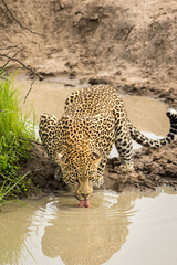 Young handsome looking male leopard quenching its thirst.