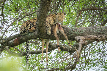 Adult leopard with fresh kill in tree