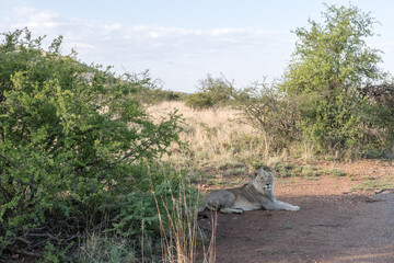 Lonely male Lion resting in shade during hot time of day