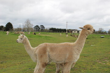 Alpacas