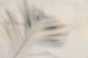 Obraz premium abstract background texture of shadows leaf on a concrete wall