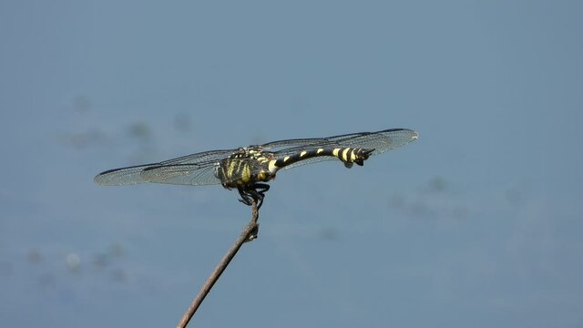 Tiger dragonfly  in pond UHD MP4 4k video ..