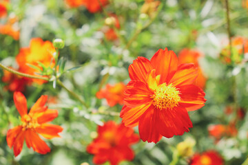 オレンジ コスモス 花 明るい