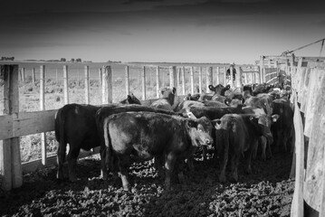 vacas entrando al corral en los campos de Buenos Aires
