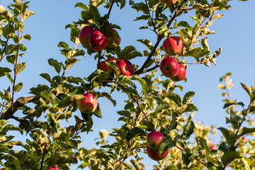 Red apples on a tree.
