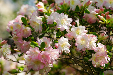 薄いピンクの躑躅の花