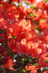 梅宮大社の霧島躑躅