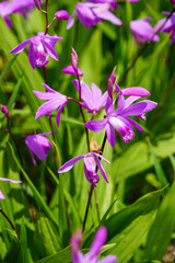 紫蘭の紫色の花