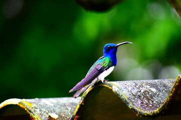 hummingbird eating nectar in a garden roof