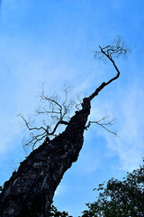 青空に向かいそびえ立つ木