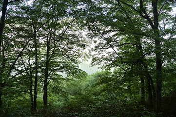 Fototapeta na wymiar 初夏の森の中での自然風景