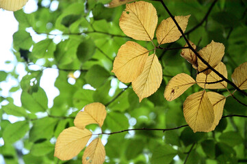 初夏の黄色と緑の葉