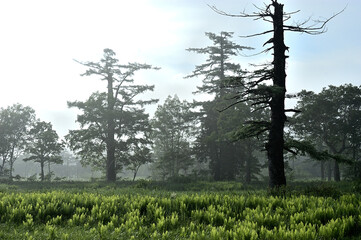 初夏の森の中での自然風景