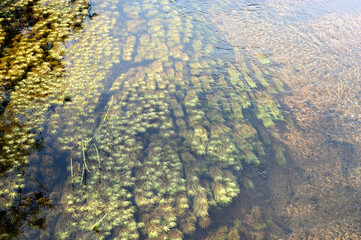 水中にある草の風景
