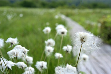 尾瀬ヶ原に咲くワタスゲと道