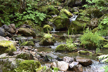 初夏の森の中での自然風景