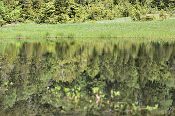 初夏の水面に映る森