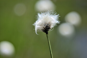 初夏の尾瀬で見たワタスゲの穂