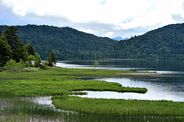 初夏の森の中での自然風景