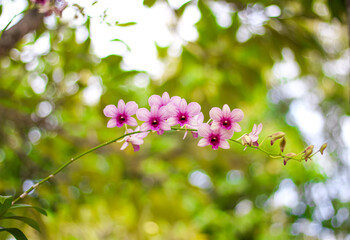 Colorful orchids dendrobium flowers branch hanging on tree nature outdoor background