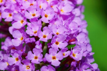 .......群生したピンク色の小さな花のクローズアップ