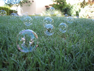 Bubbles on wet grass