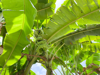 unriped green banana tree in the forest, low angle view © chitlada