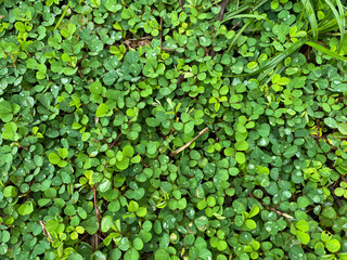 green fresh clover field background with water drops, green grass field after the rain